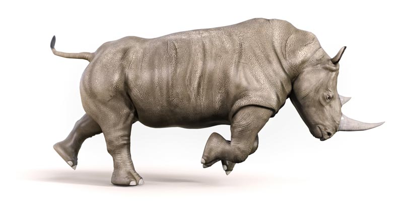 rhinoceros success torrent